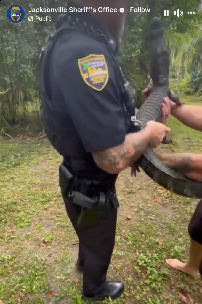 Jacksonville police capturing  gator 